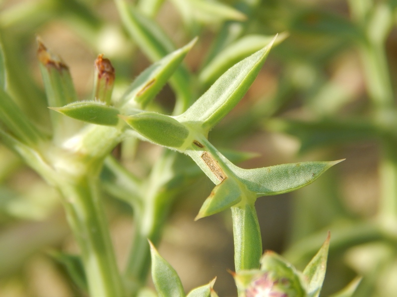 Echinophora spinosa / Finocchio litorale spinoso